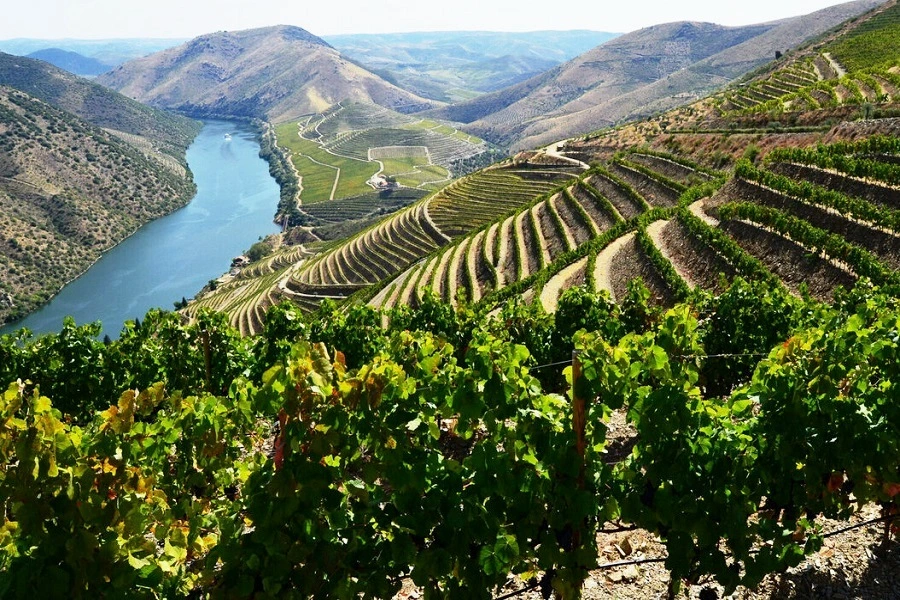 По данным OIV, мировое производство вина сократилось из-за климатических потрясений