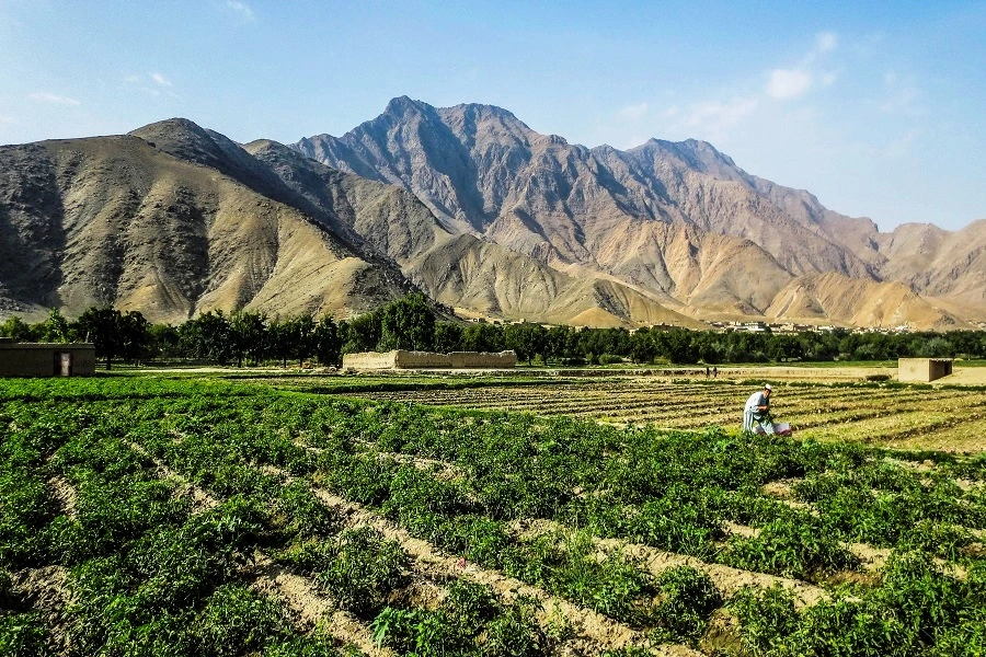 По данным ООН, в 2025 году выращивание опиума в Афганистане сократилось на 20%