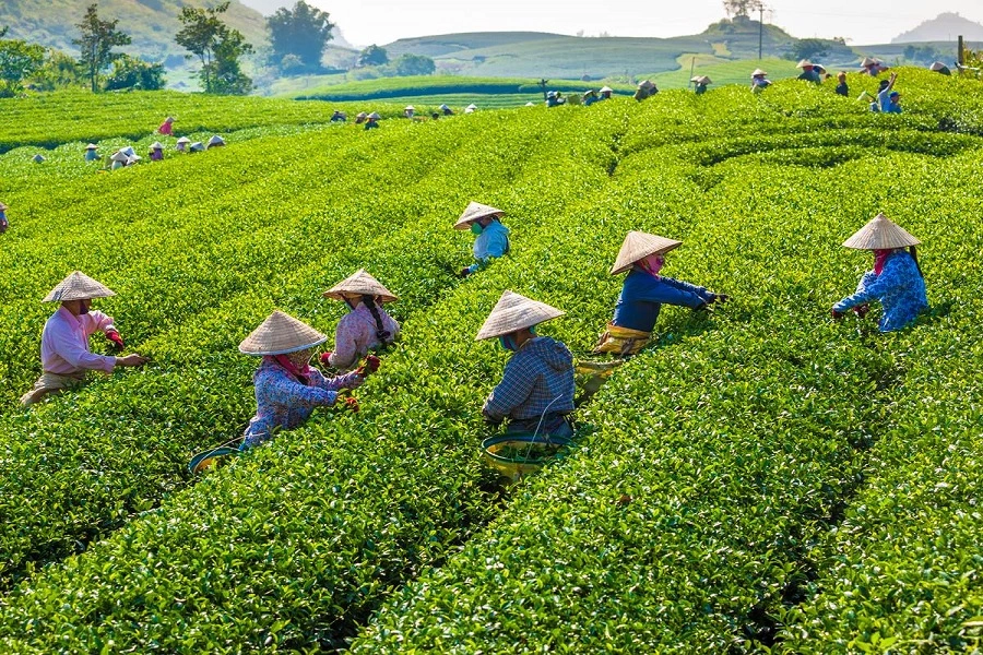 По оценкам ООН, больше всего от американских тарифов пострадает Вьетнам, который может потерять 25 миллиардов долларов